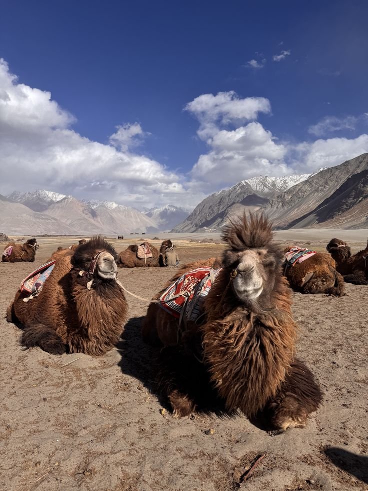 Ladakh Overland: Srinagar to Manali via Umling La & Tso Moriri Hero Cover — Awara Banjara